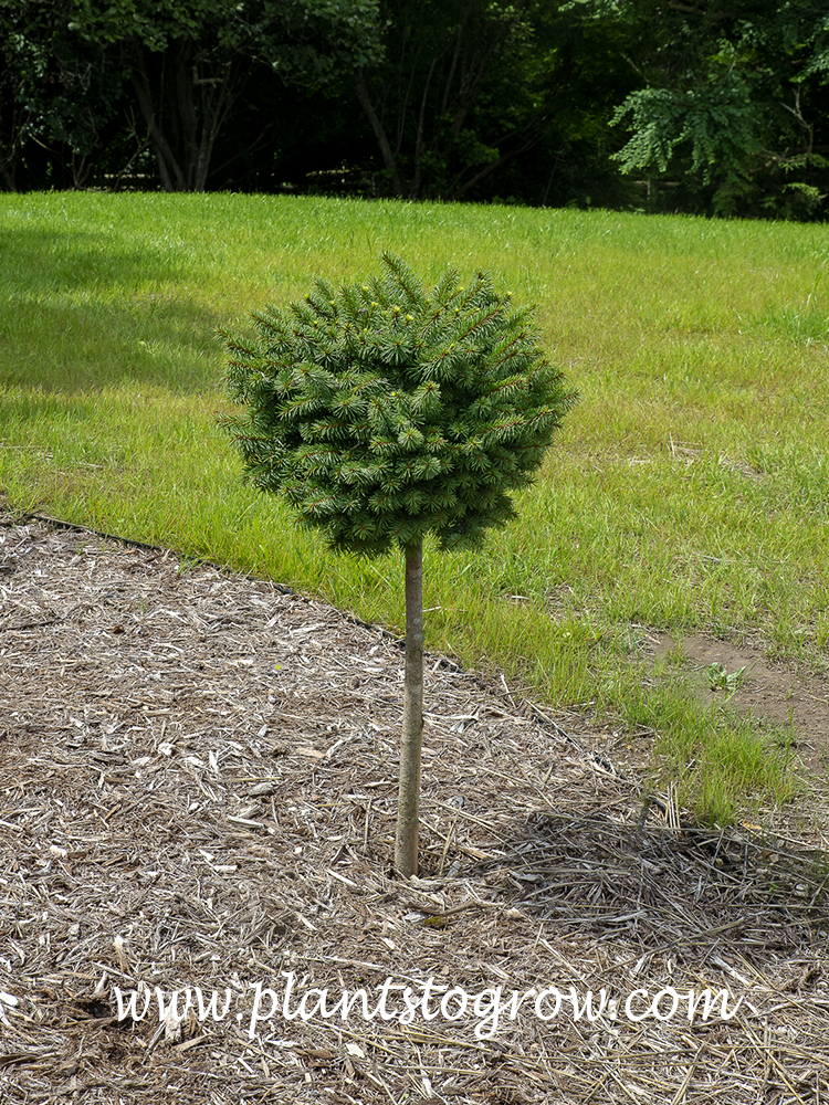 Lanhams Beehive Spruce (Picea abies) grown as a standard